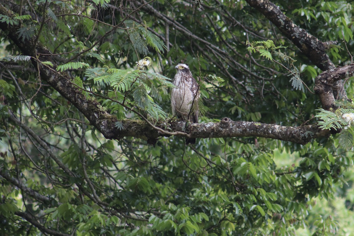 Crested Serpent-Eagle - Joanna Watson