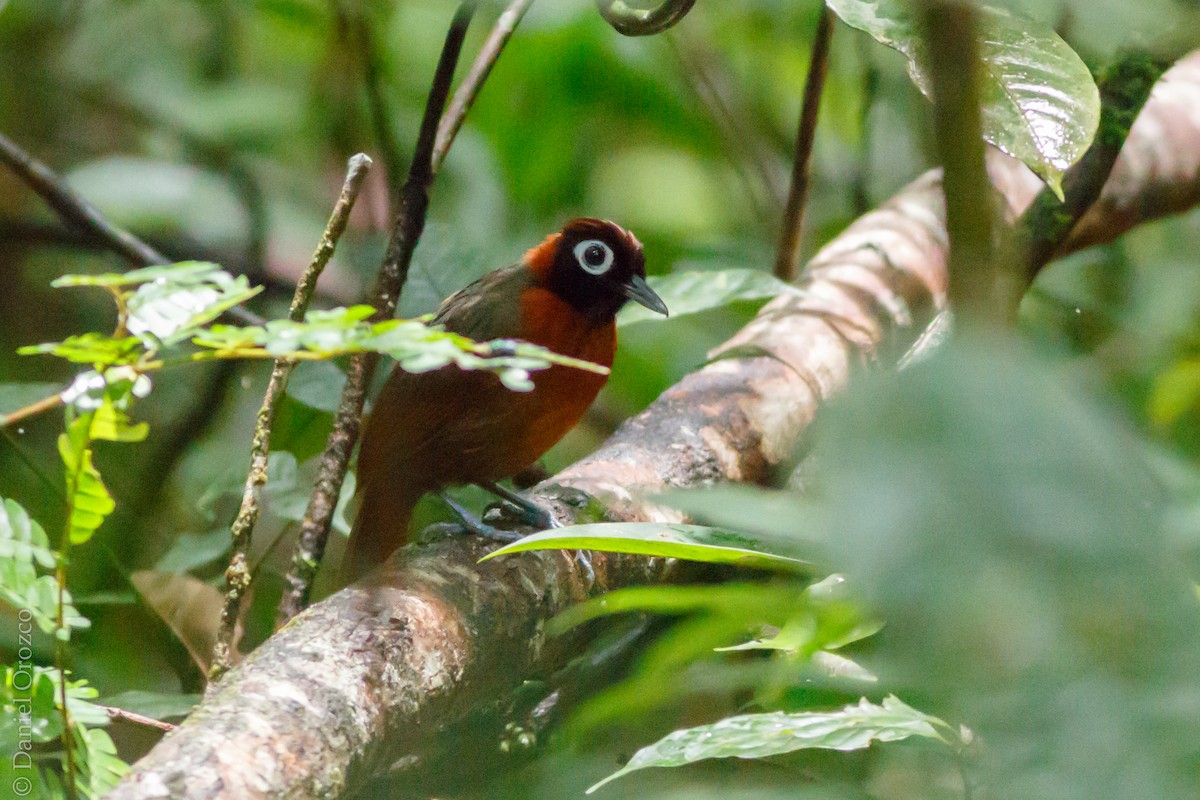Chestnut-crested Antbird - Daniel Orozco Montoya