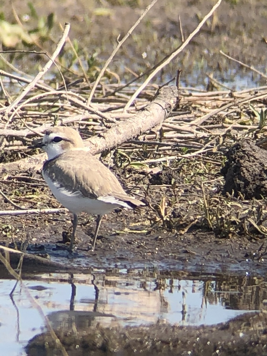 Snowy Plover - ML158034821