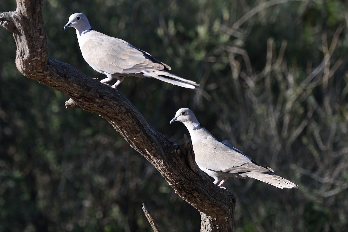 Eurasian Collared-Dove - ML158034831
