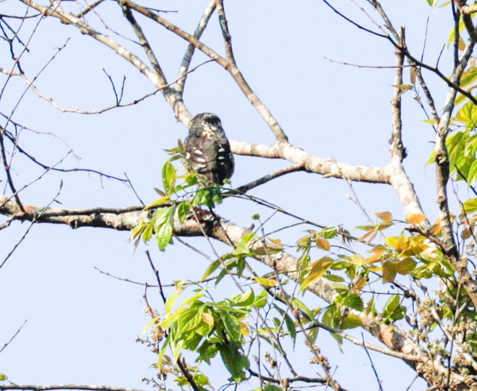 Collared Owlet - ML158035201