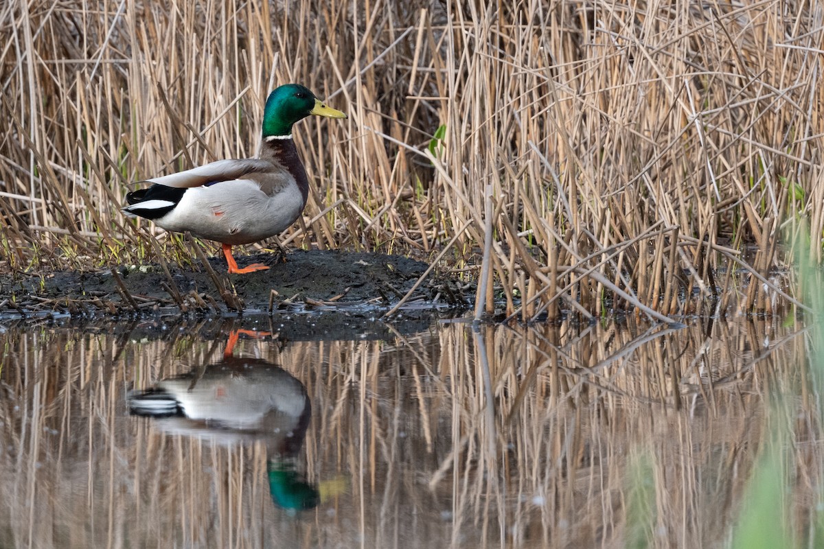 Mallard - Hans Norelius