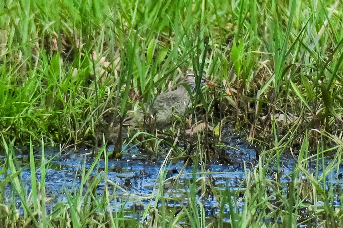 Spotted Sandpiper - ML158035611