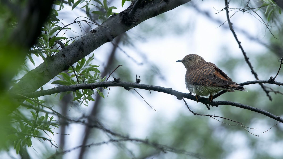 Common Cuckoo - ML158035971