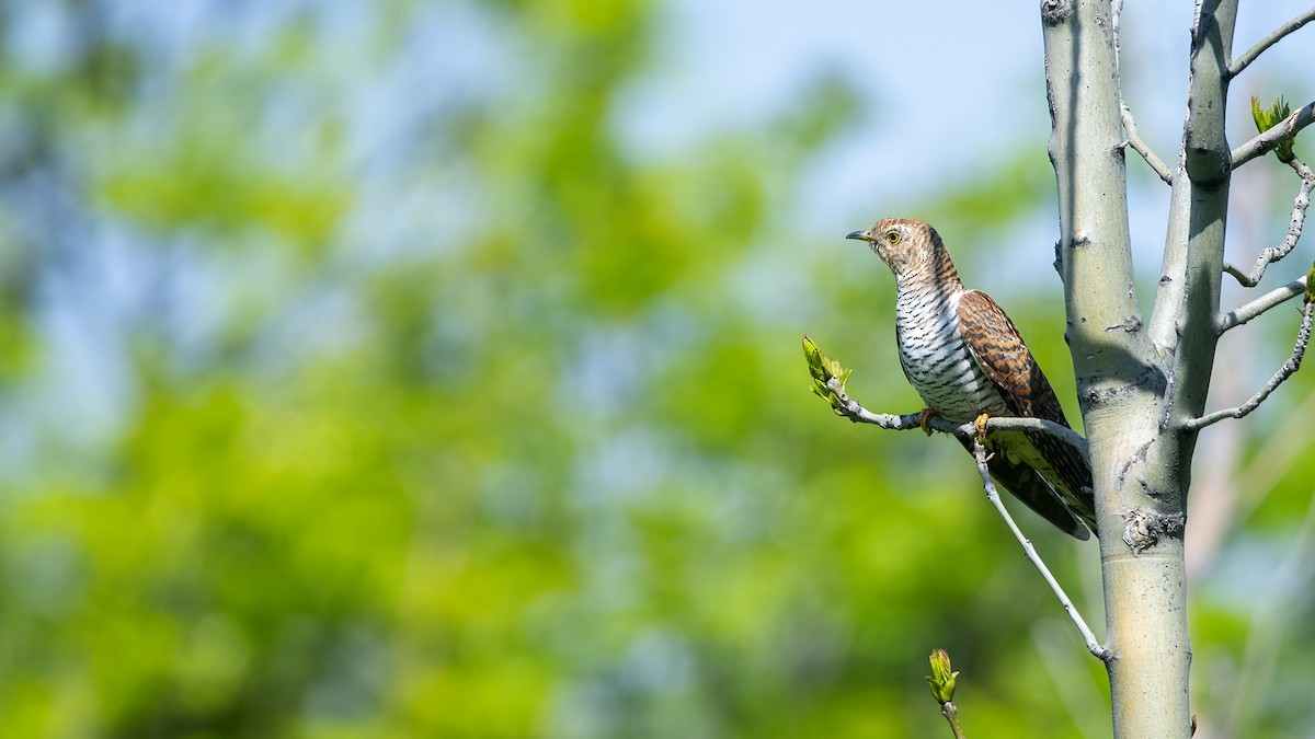 Common Cuckoo - ML158035981