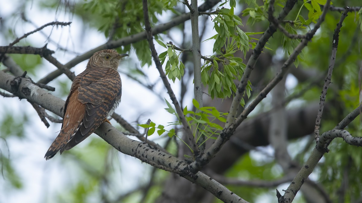 Common Cuckoo - ML158035991