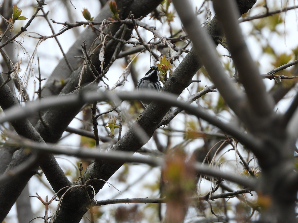 Black-throated Gray Warbler - ML158036961