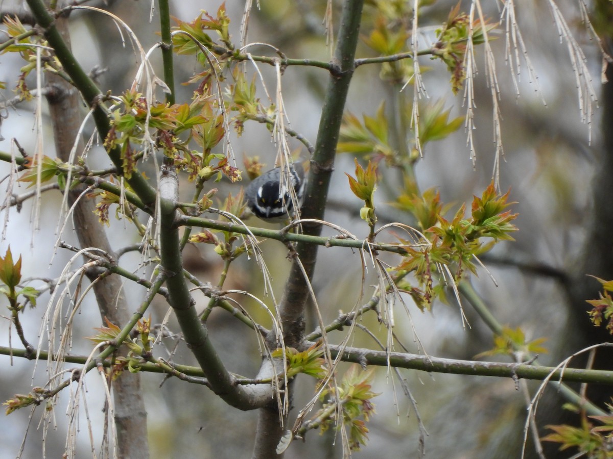 Black-throated Gray Warbler - ML158037031