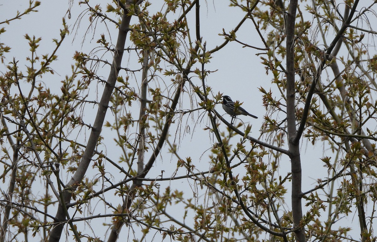 Black-throated Gray Warbler - ML158037061
