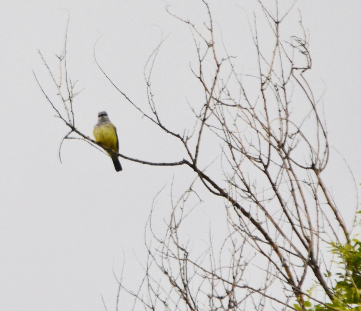 Cassin's Kingbird - ML158037421