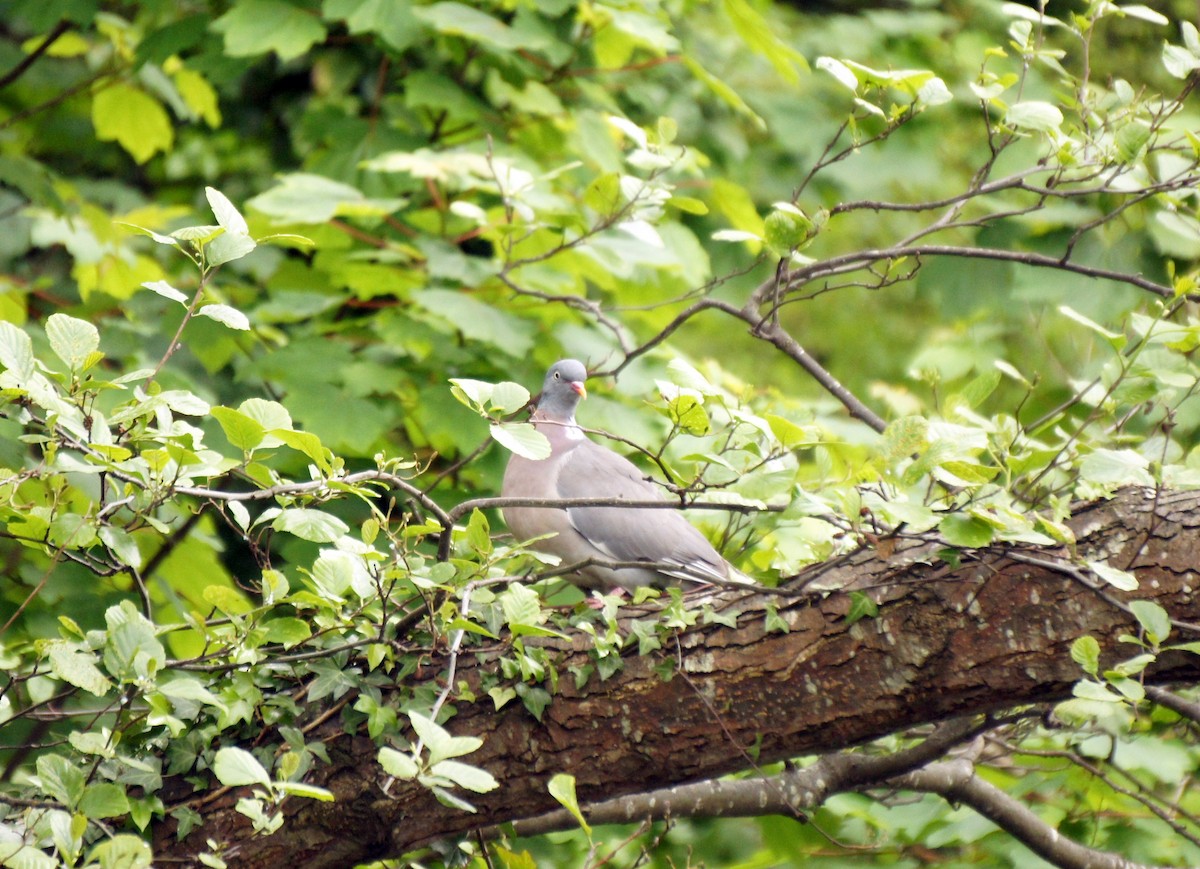 Common Wood-Pigeon - ML158039181