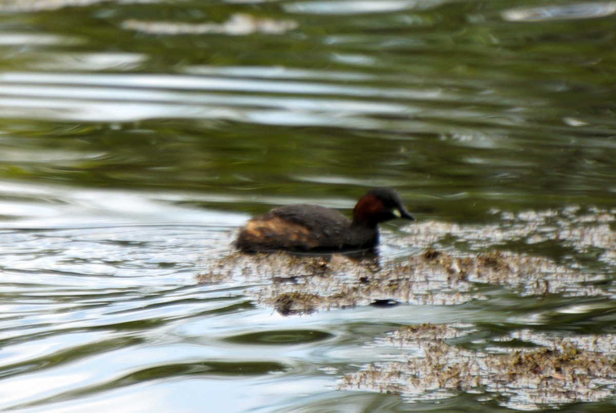 Little Grebe - Leonardo Ponce