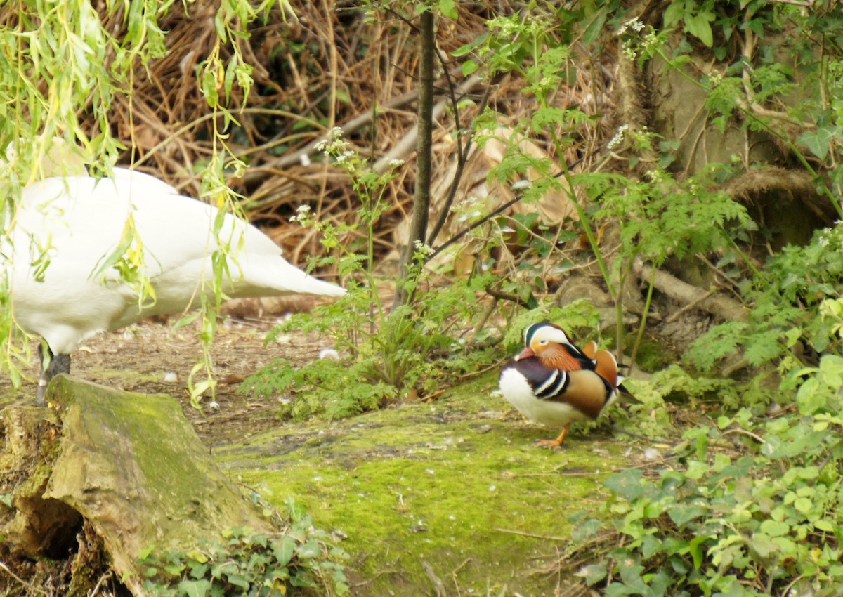 Mandarin Duck - Leonardo Ponce