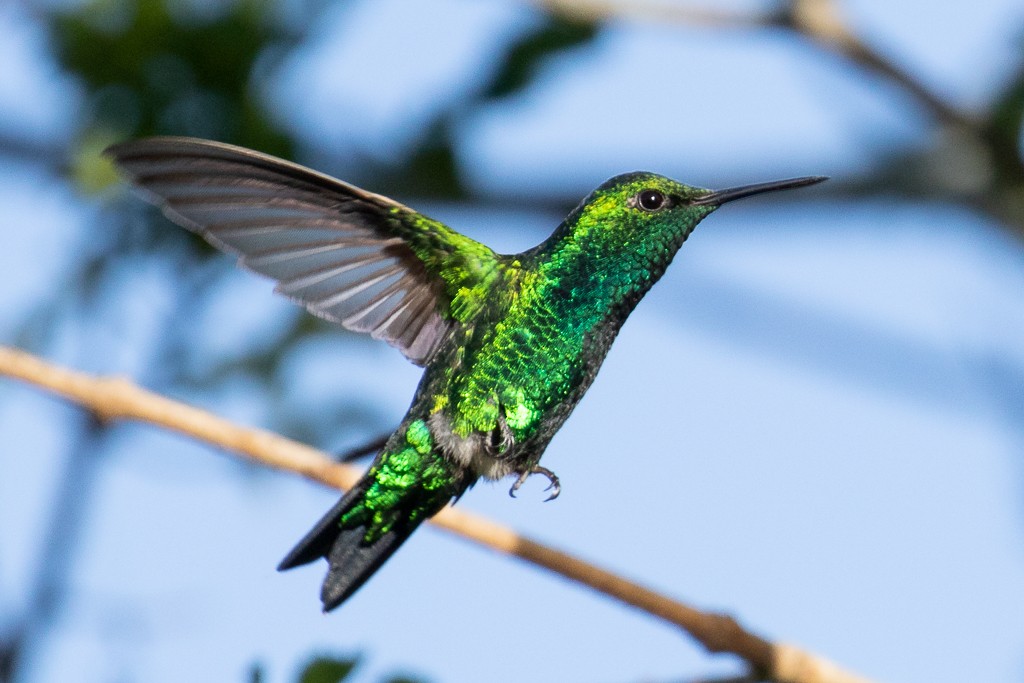 Western Emerald - Ilya Povalyaev