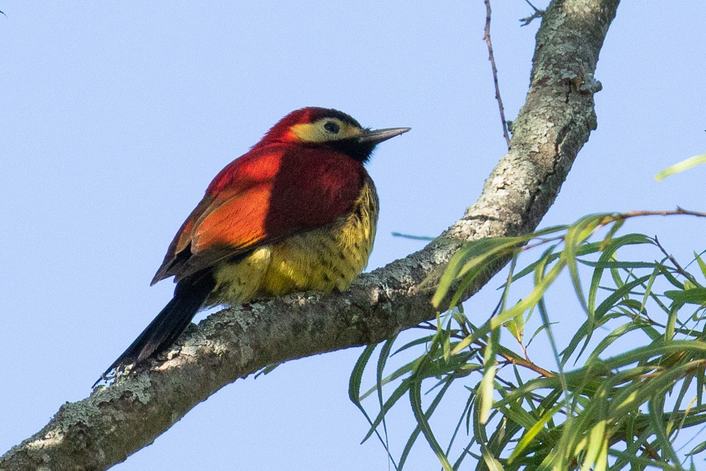 Crimson-mantled Woodpecker - ML158040361