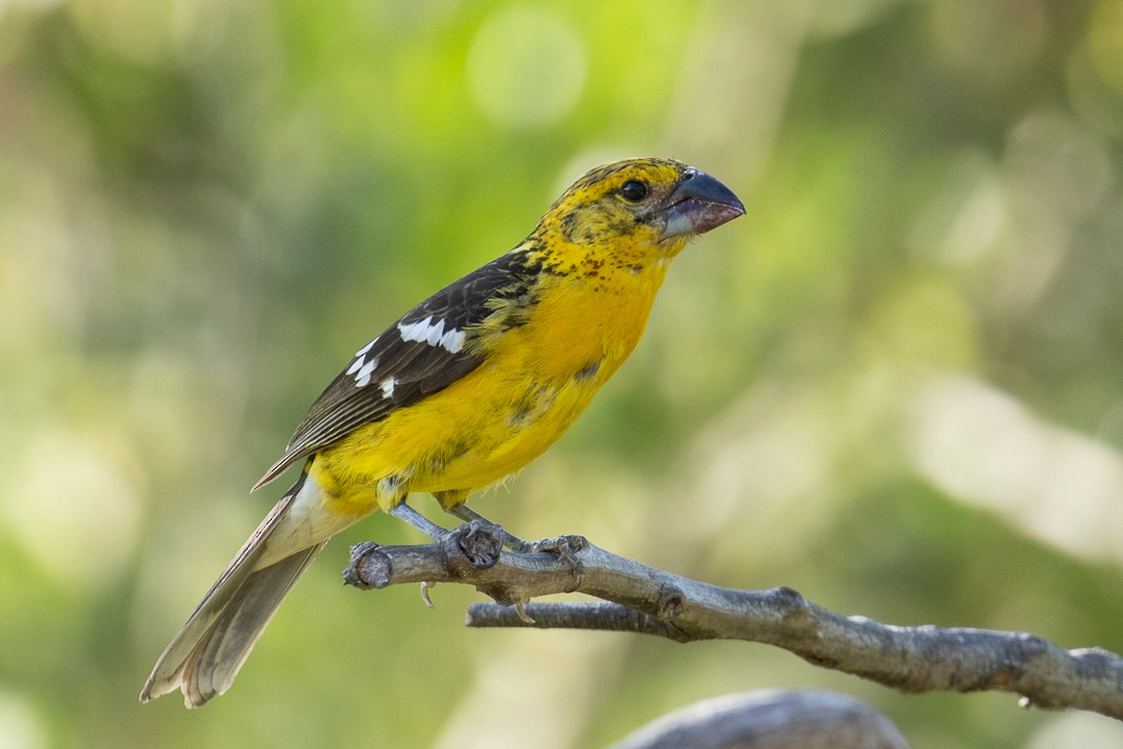 Cardinal à tête jaune - ML158040491