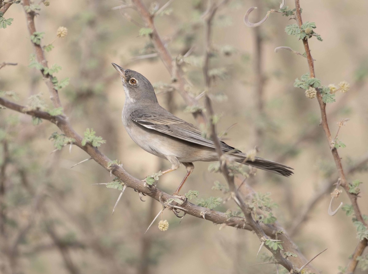 Greater Whitethroat - ML158041001