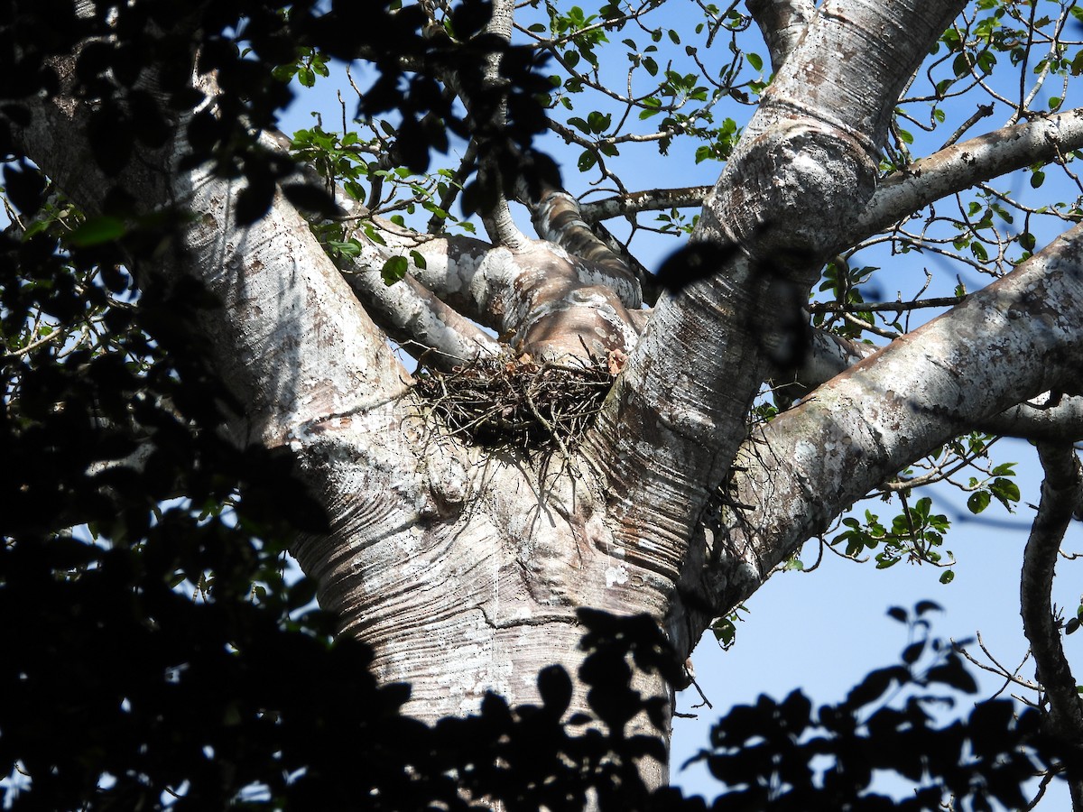 Harpy Eagle - ML158043271