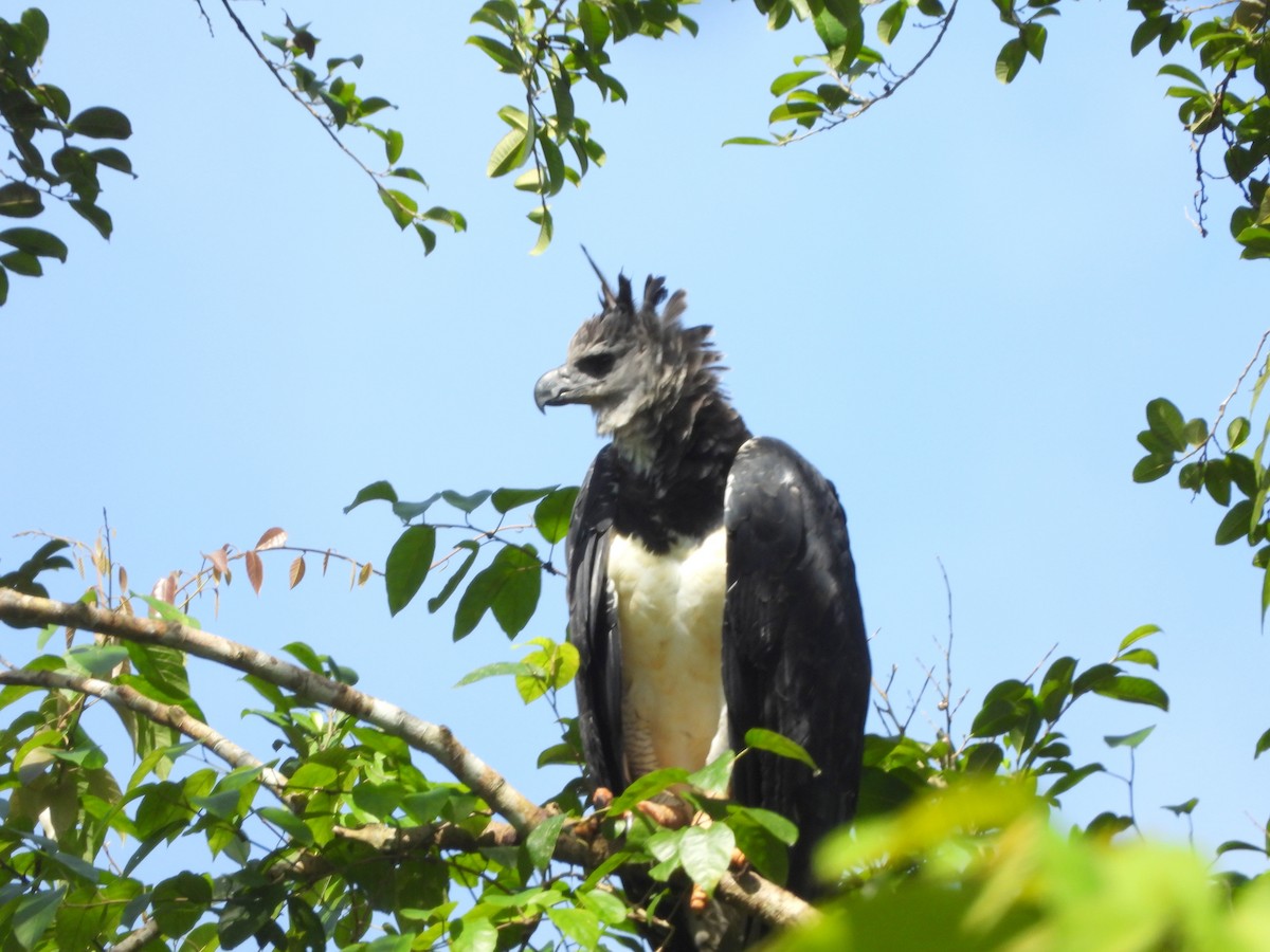 Harpy Eagle - ML158043291