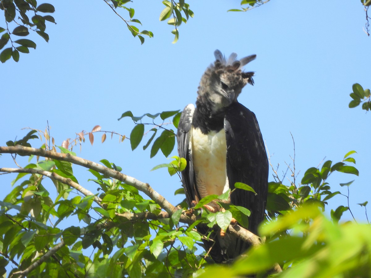 Harpy Eagle - ML158043301