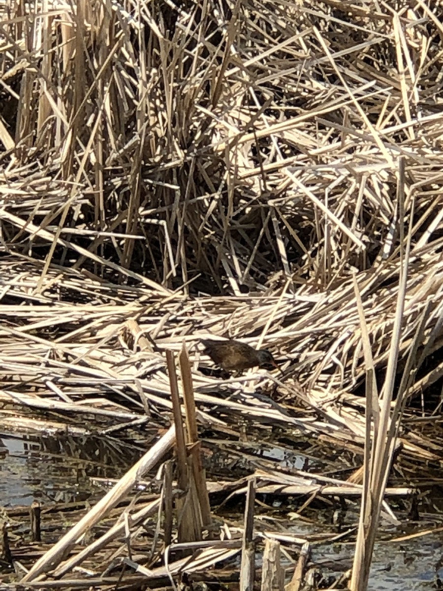 Virginia Rail - ML158043471