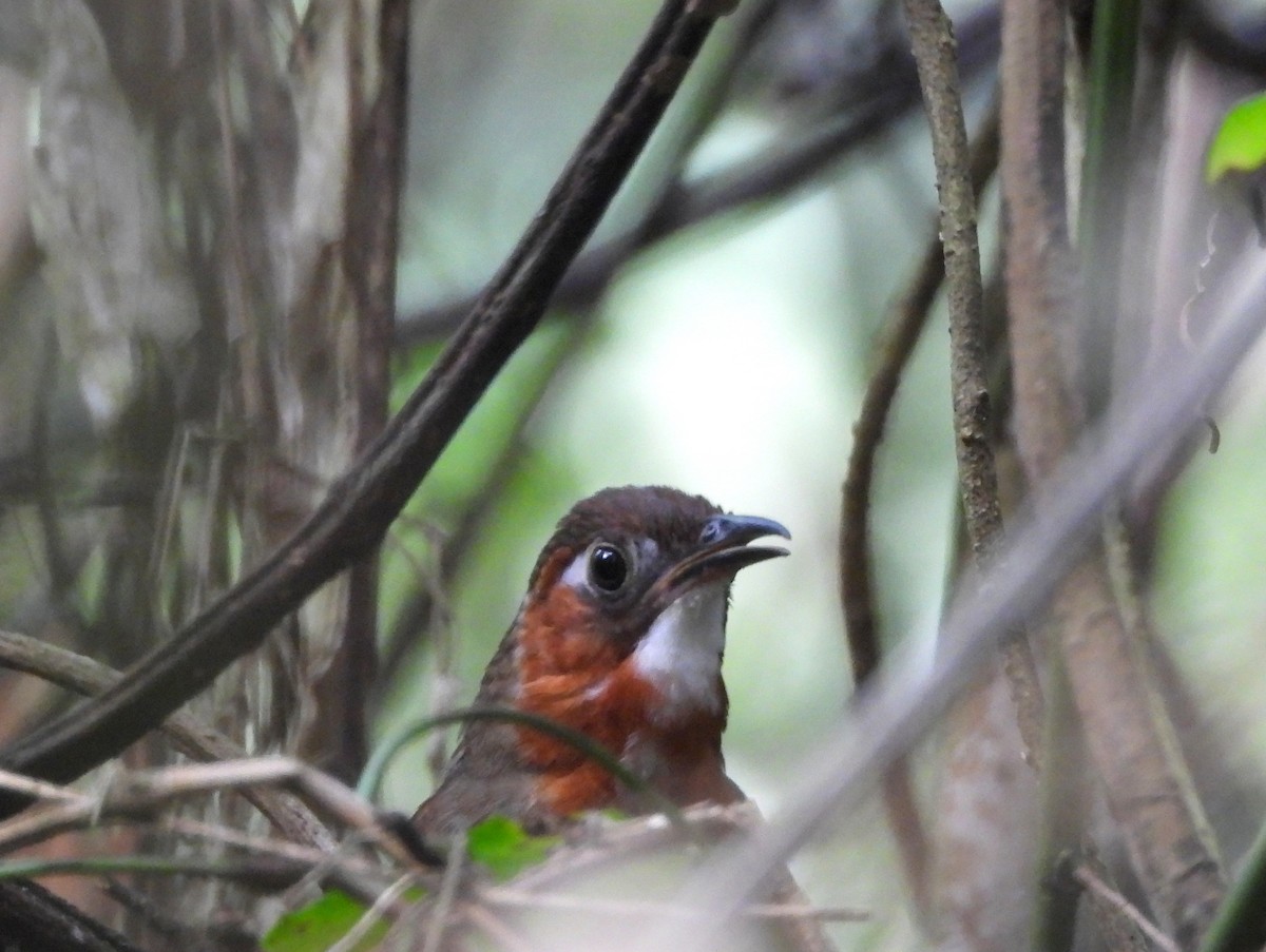 Song Wren - ML158044171