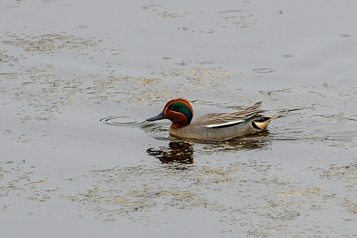 Green-winged Teal (Eurasian) - ML158044491