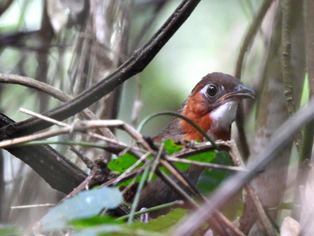 Song Wren - ML158044671