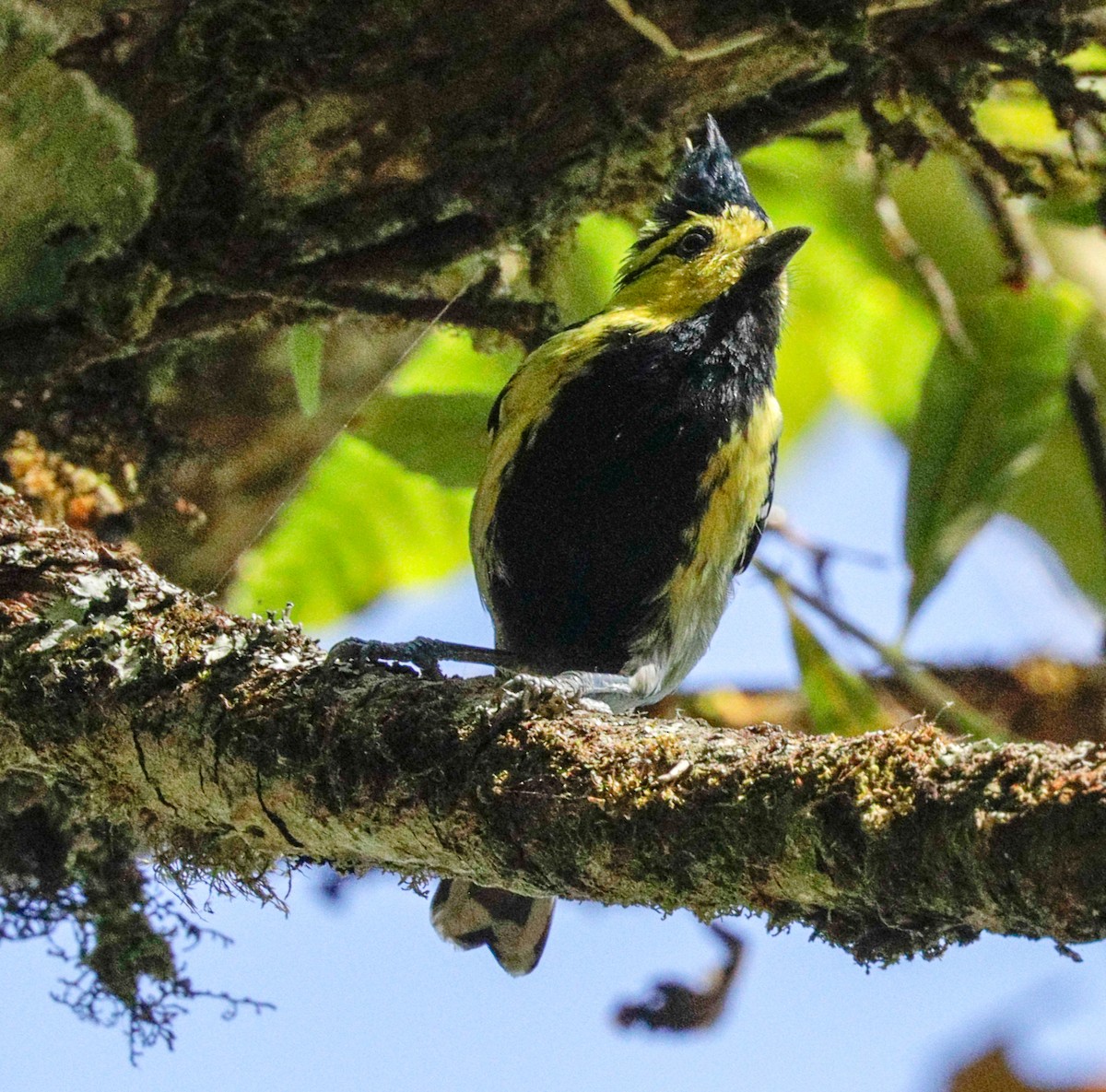 Yellow-cheeked Tit - Susan Mac