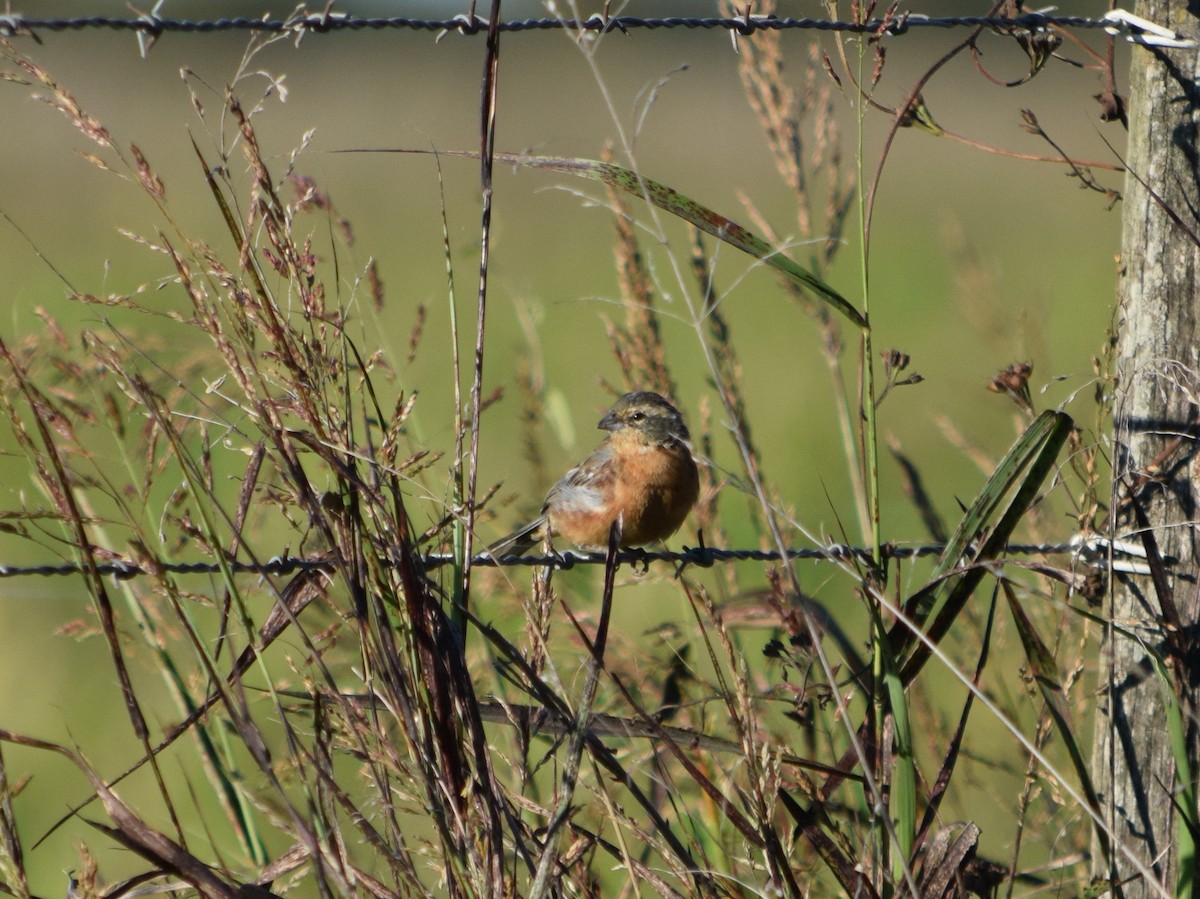 Cinnamon Warbling Finch - ML158046501