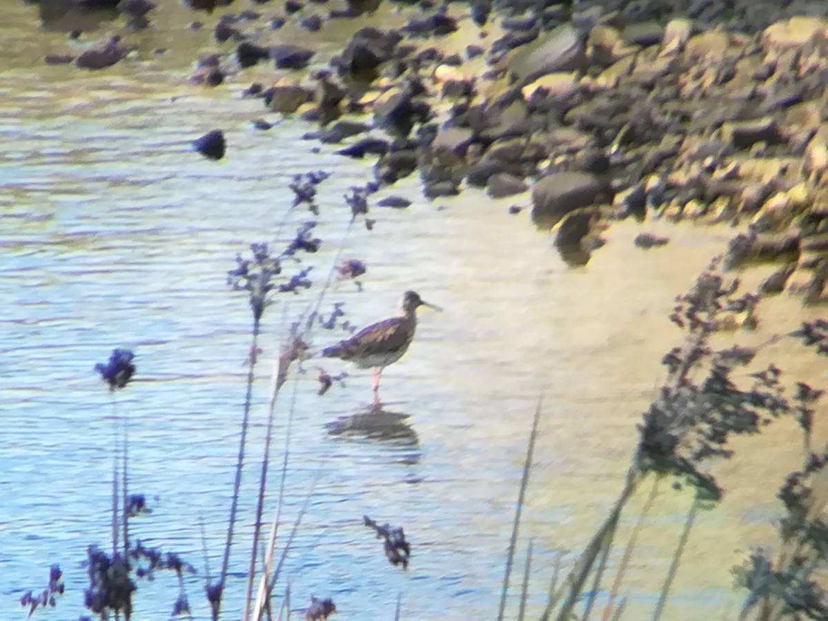 Common Redshank - ML158048291