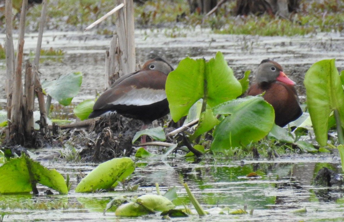 Black-bellied Whistling-Duck - ML158049351