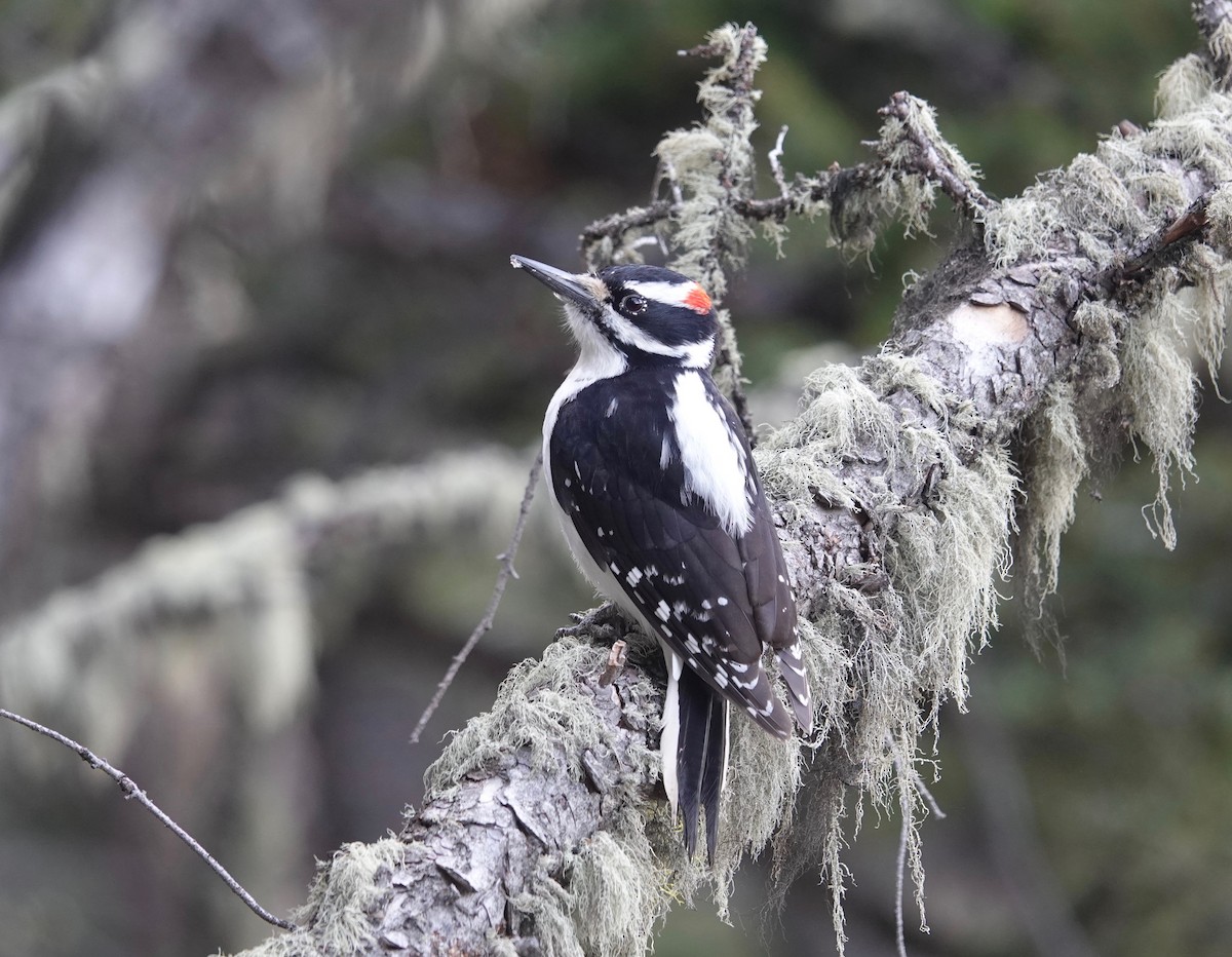 Hairy Woodpecker - john bishop