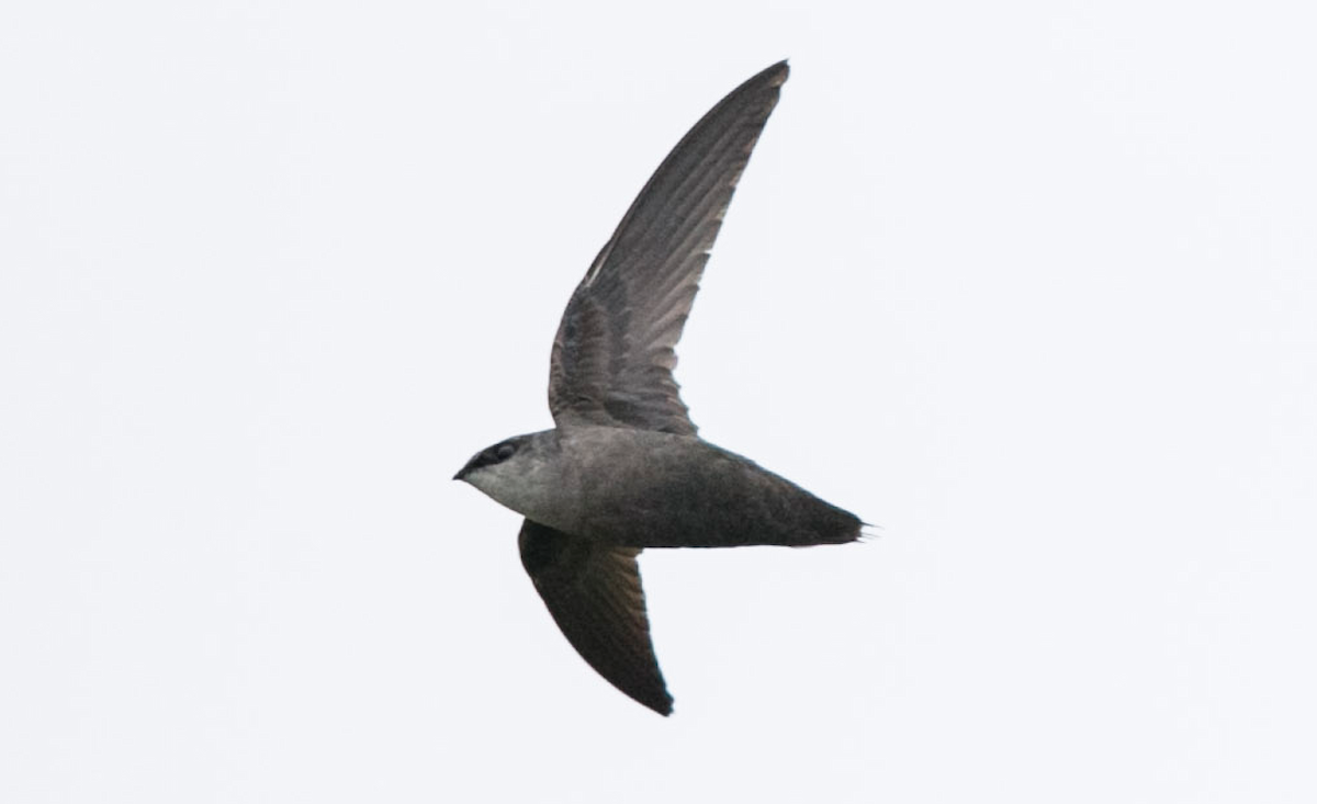 Chimney Swift - Brandon Holden