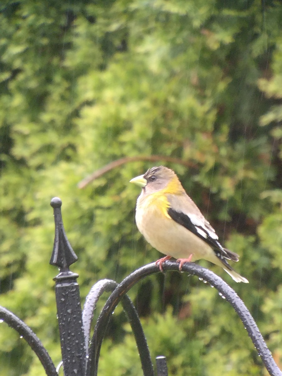 Evening Grosbeak - Christopher Gangemi