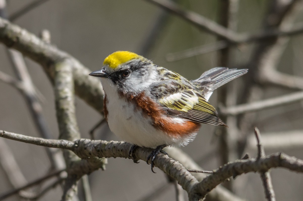 Chestnut-sided Warbler - ML158053151