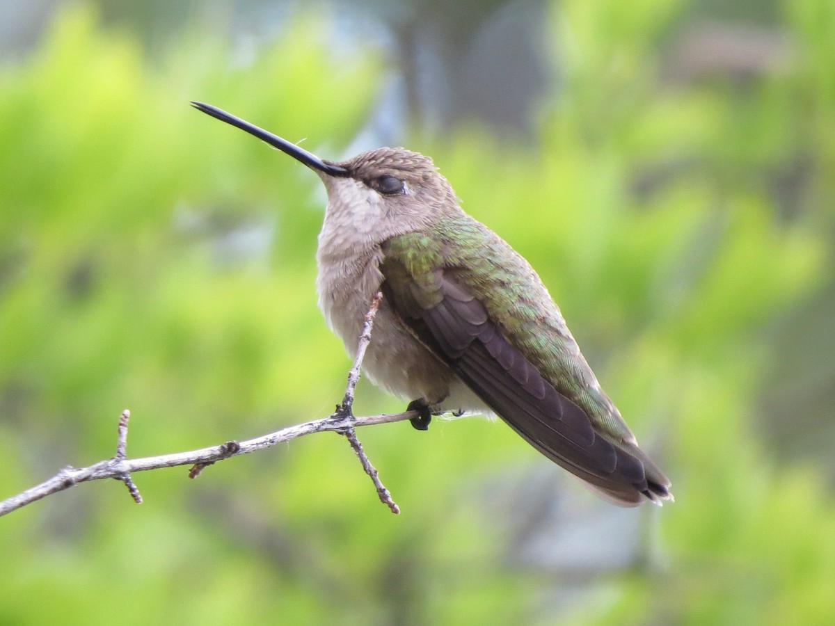 Black-chinned Hummingbird - ML158053931