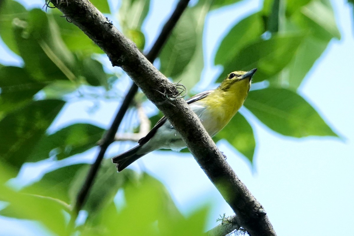 Yellow-throated Vireo - Mark Terry