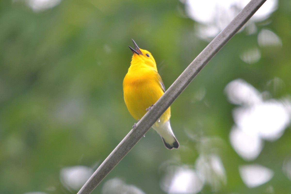 Prothonotary Warbler - ML158056731