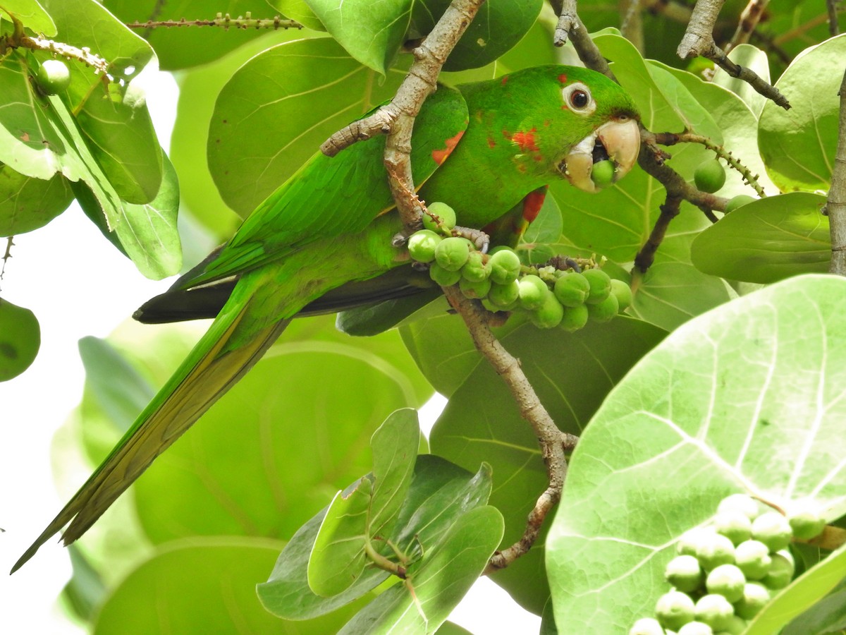 White-eyed Parakeet - Héctor Moncada