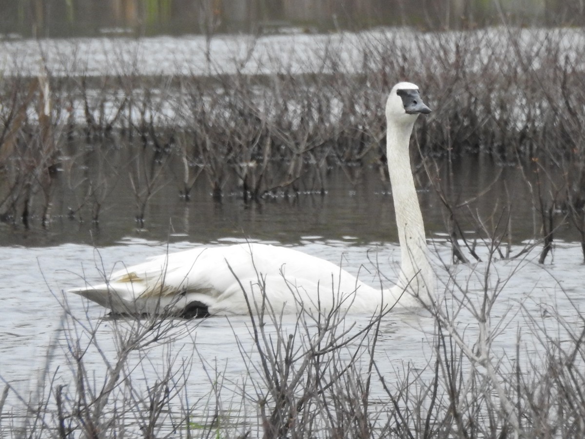 Cygne trompette - ML158058121