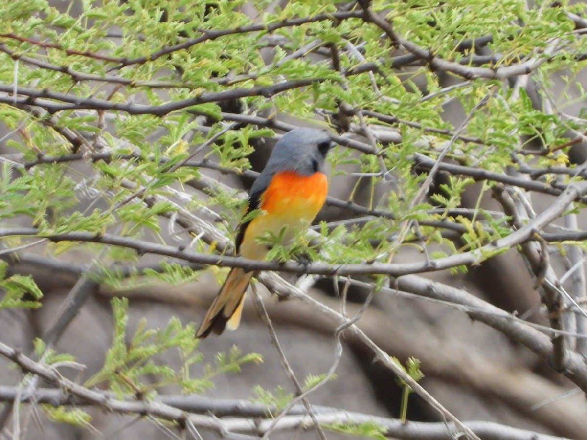 Zwergmennigvogel - ML158060861