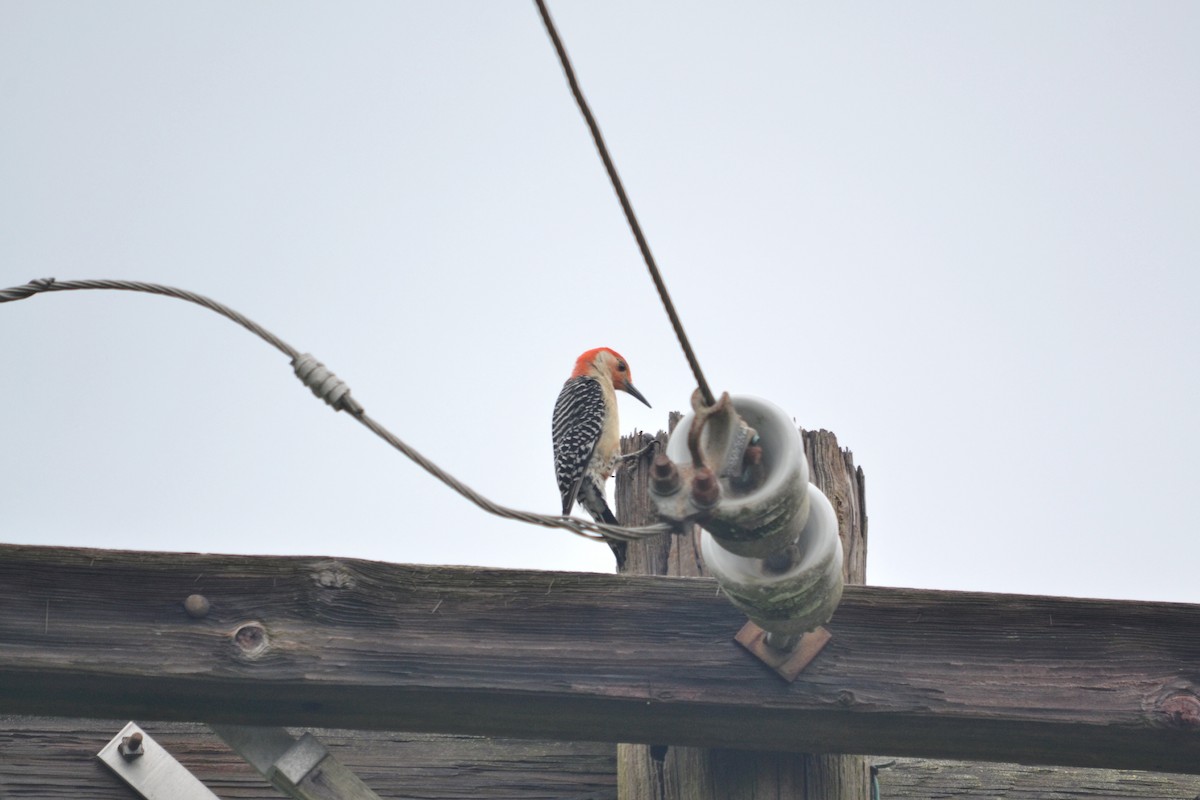 Red-bellied Woodpecker - ML158061181