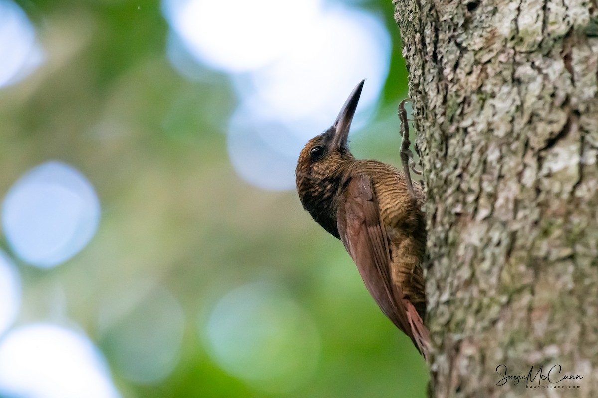 Northern Barred-Woodcreeper - ML158061361