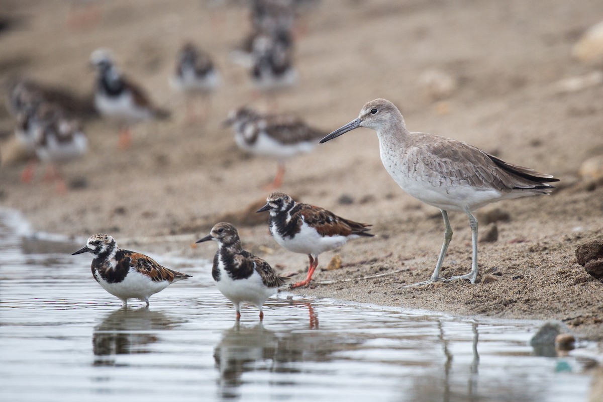 Willet - ML158061691