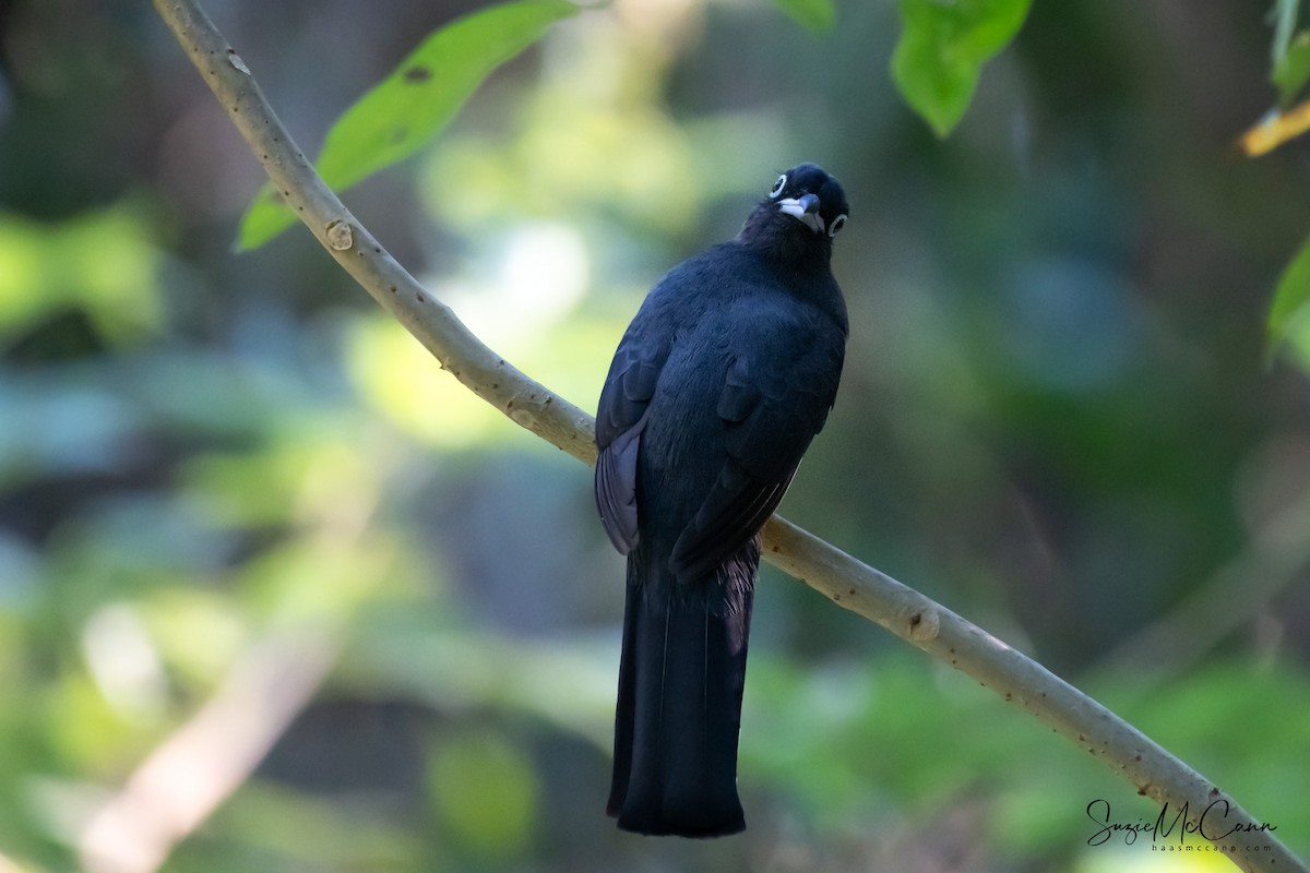 Kara Başlı Trogon - ML158061721