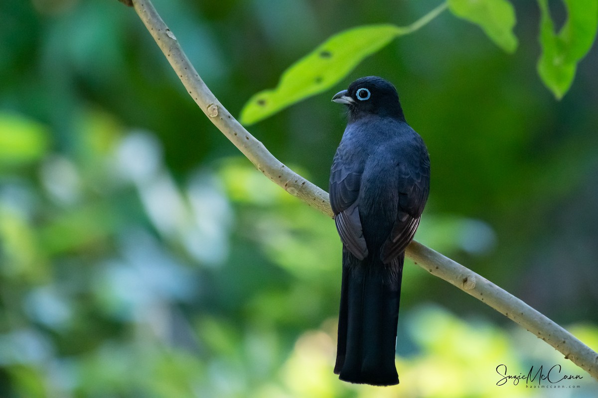 Kara Başlı Trogon - ML158061731