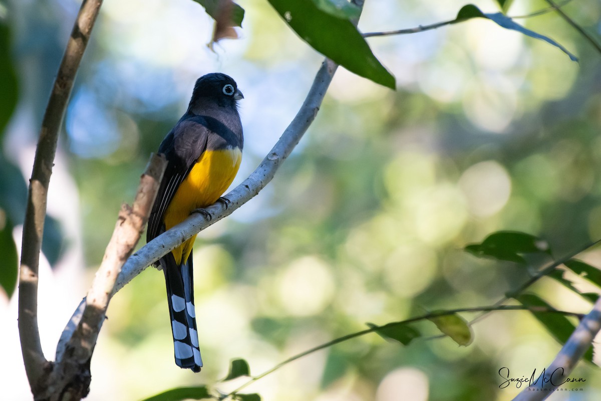 Black-headed Trogon - ML158061751