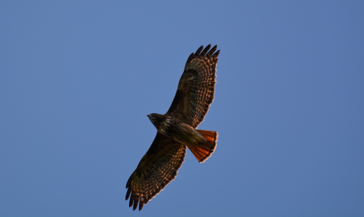Red-tailed Hawk - Joan Septembre