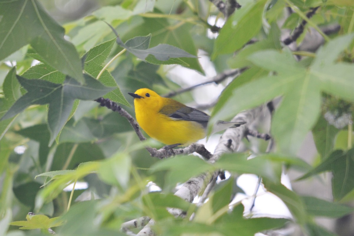 Prothonotary Warbler - ML158063541